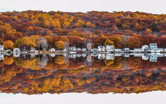 Shelton Foliage