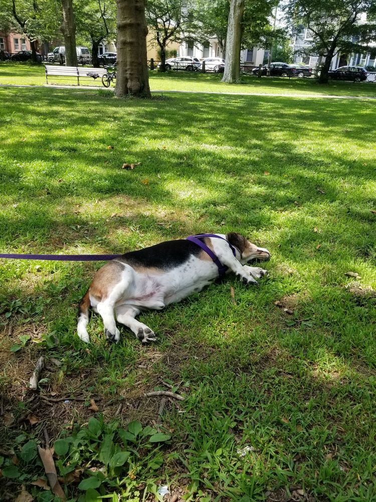 Dog lying in park
