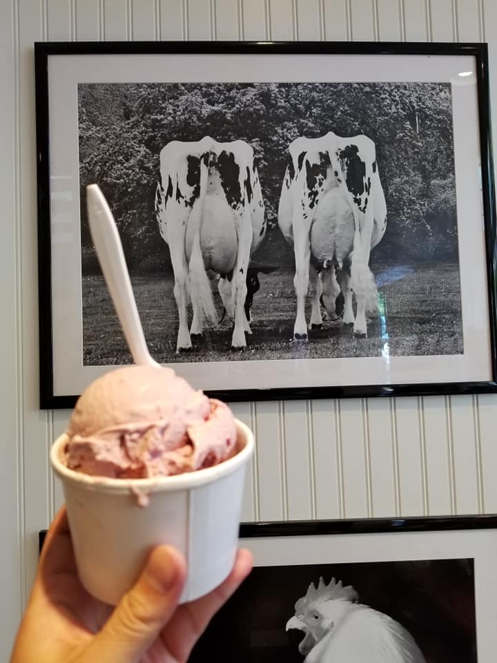 Arethusa Ice Cream and Cows