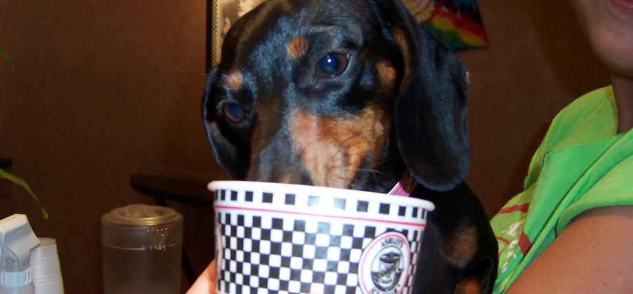 Dog eating ice cream