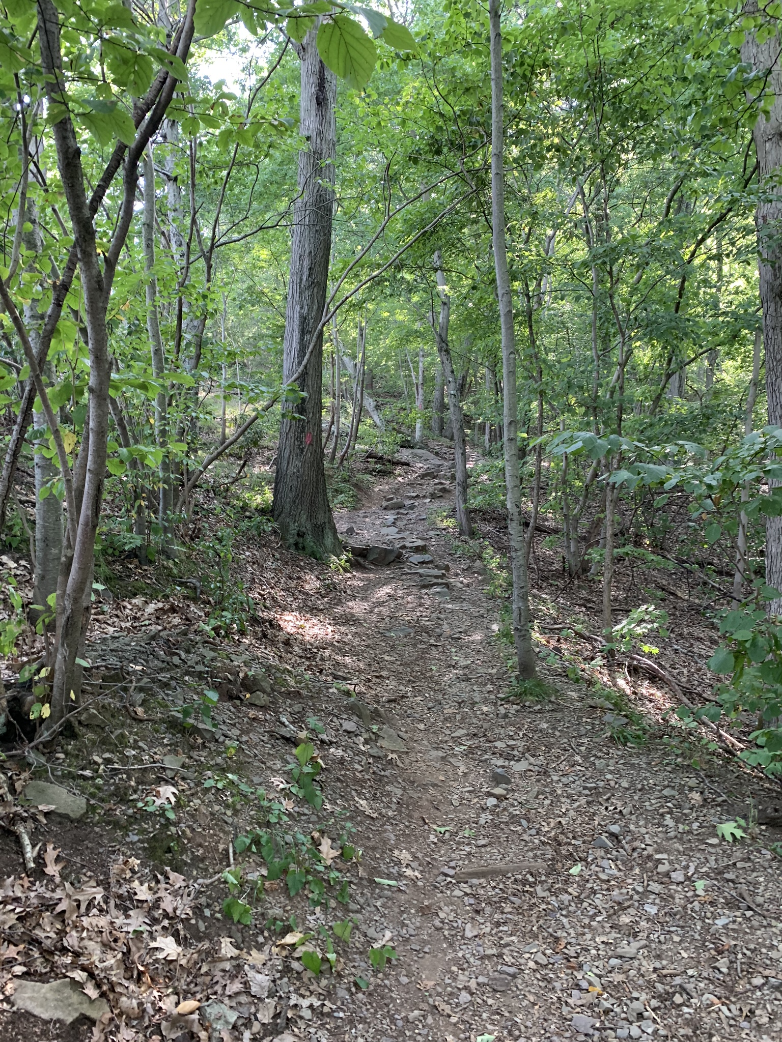 Up the Red Trail