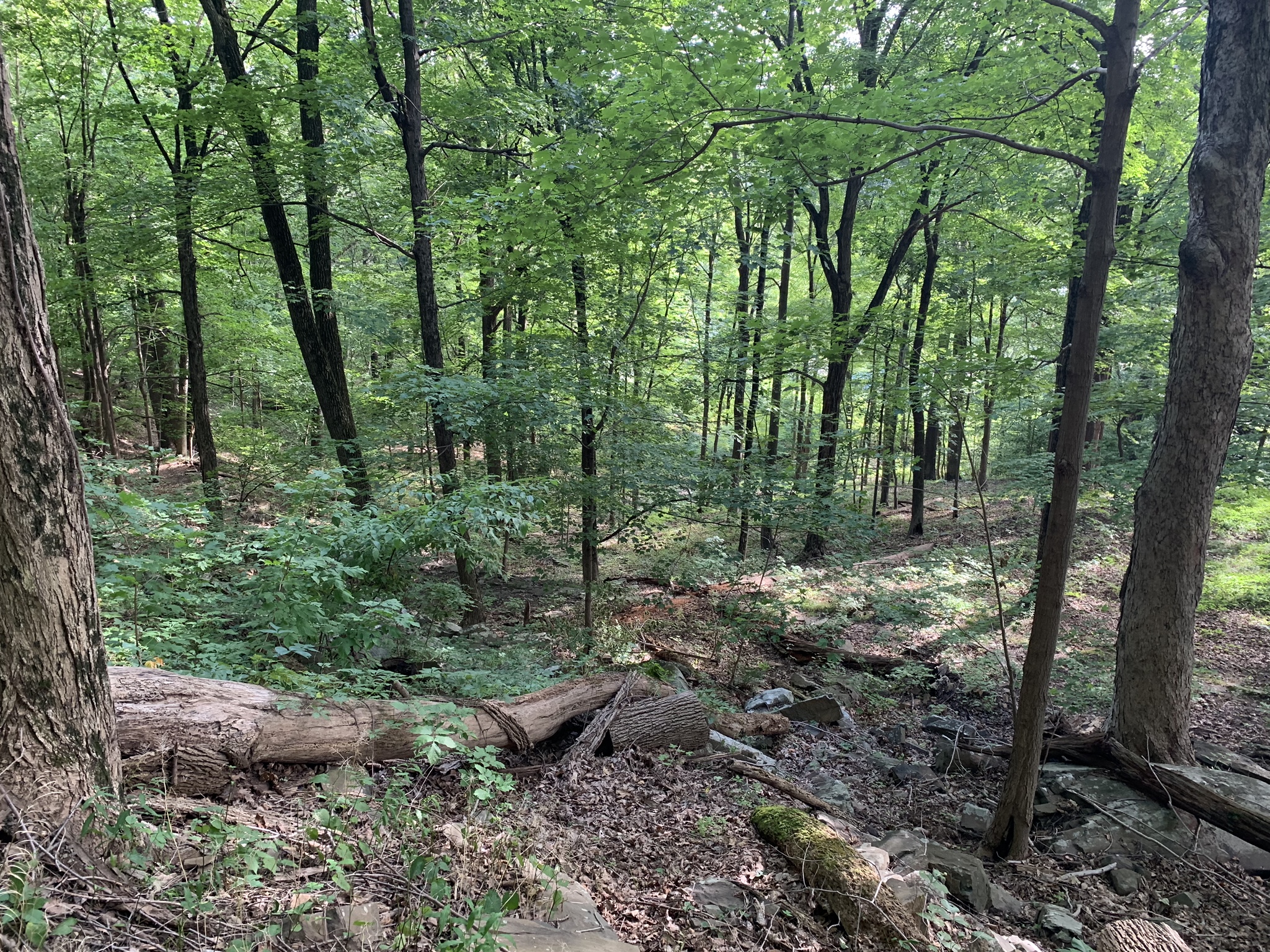 Oooh, more trees!