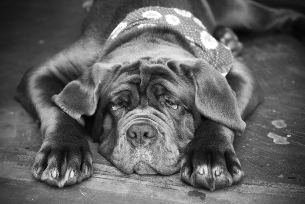 Hungover Dog