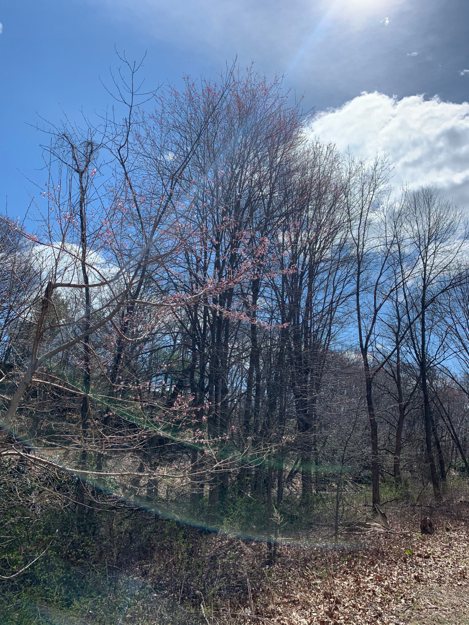 Spring Blossoms in Edgewood Park